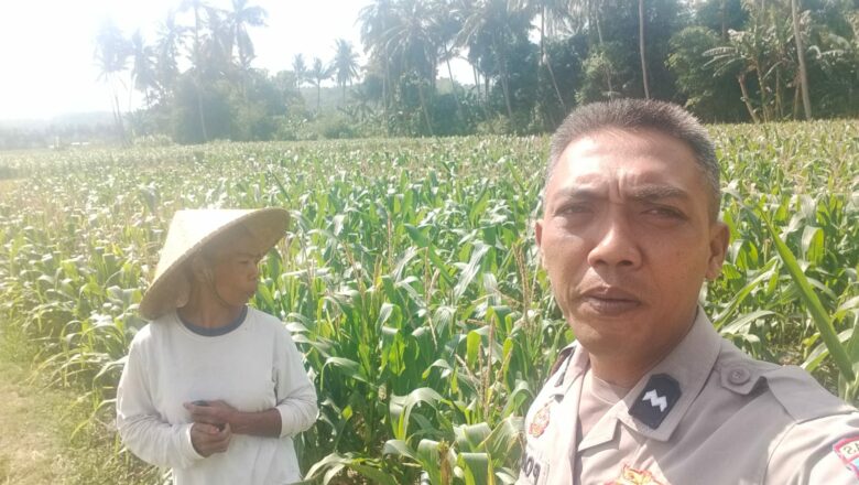 Bhabinkamtibmas Kuripan Gagas Ketahanan Pangan dari Pekarangan Rumah