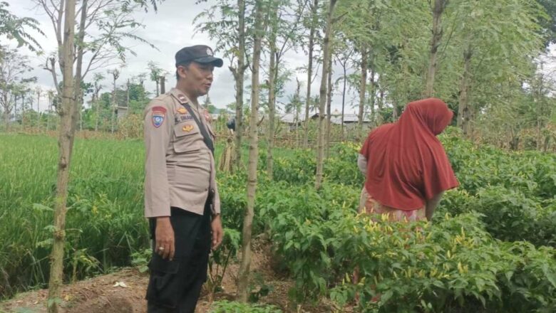 Bhabinkamtibmas Kediri Turun ke Sawah, Dorong Kemandirian Pangan Warga