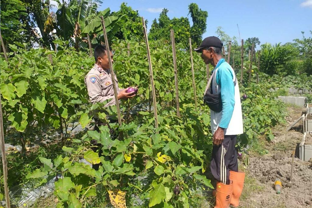 Ketahanan Pangan Diperkuat, Bhabinkamtibmas Gandeng Petani Jagaraga
