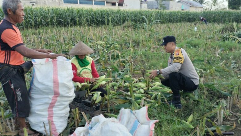 Sinergi Polisi dan Petani di Labuapi Wujudkan Kemandirian Pangan Lokal