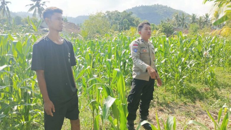 Sinergi Polri dan Petani: Aksi Bhabinkamtibmas Cendi Manik di Dusun Sayong Apit Aik