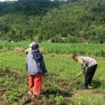 Bhabinkamtibmas Kuripan Gagas Ketahanan Pangan dari Pekarangan Rumah