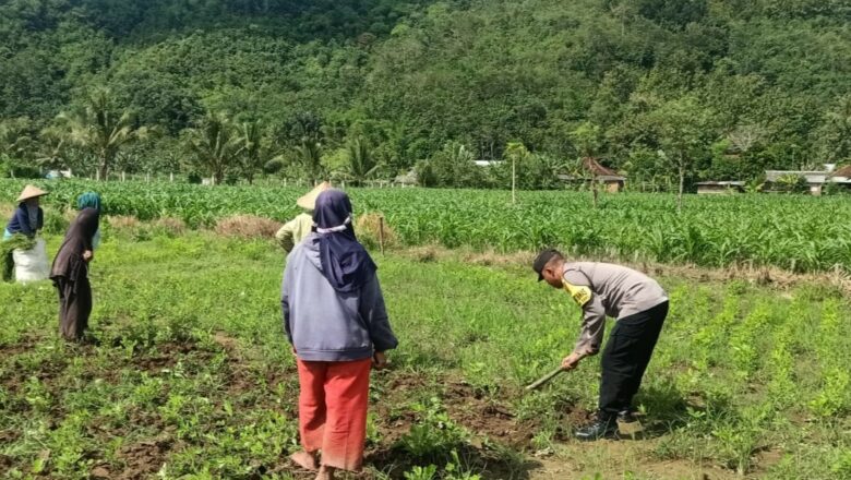 Bhabinkamtibmas Kuripan Gagas Ketahanan Pangan dari Pekarangan Rumah