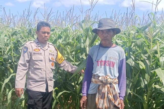Polsek Gerung Pantau Lahan Jagung Siap Panen di Desa Beleka