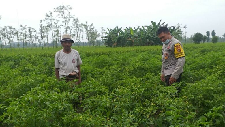 Bhabinkamtibmas Kuripan Edukasi Petani Adeng Soal Lahan Produktif