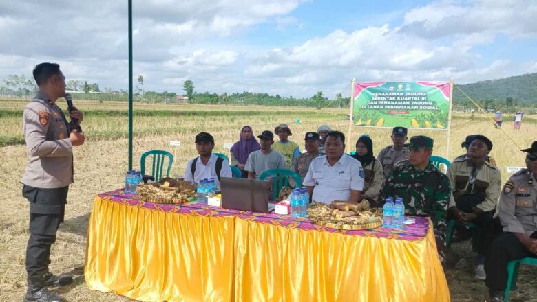Penanaman Jagung Serentak di Kuripan: Kolaborasi Tiga Pilar Majukan Pertanian Lokal