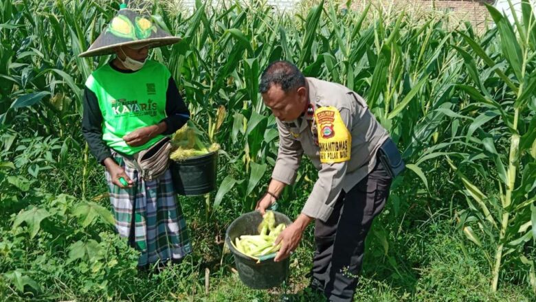 Lahan Kosong Jadi Kebun: Inisiatif Ketahanan Pangan di Labuapi