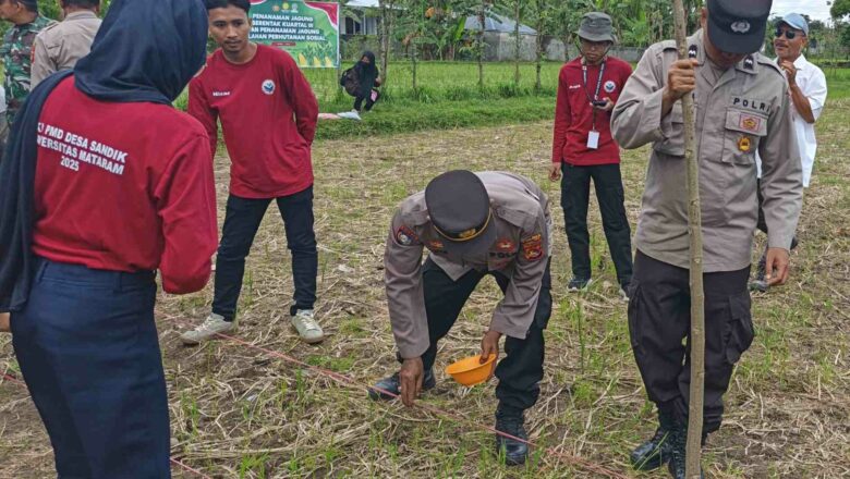 Sinergi Polri dan Warga Sandik: Aksi Tanam Jagung Demi Ketahanan Pangan Lombok Barat