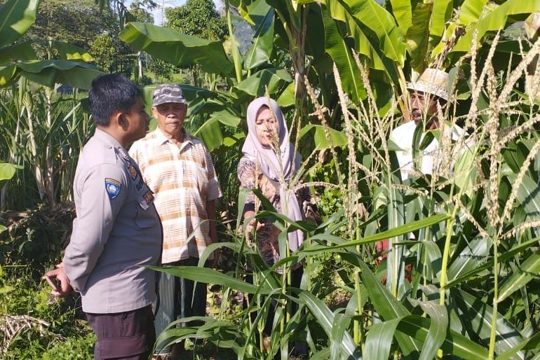 Jagung Jadi Andalan Banyumulek untuk Stabilkan Pangan Lokal