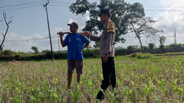 Sinergi Polisi dan Petani di Desa Kuripan: Pekarangan Rumah Jadi Solusi Pangan Mandiri