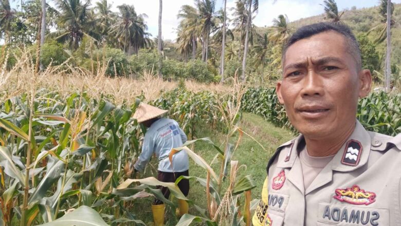 Sinergi Polri dan Petani di Desa Batu Putih Perkuat Ketahanan Pangan Lokal