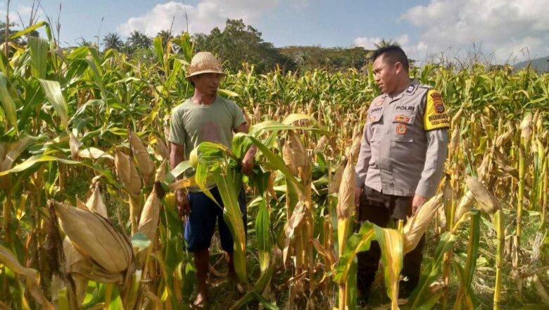 Kolaborasi untuk Pangan: Polisi dan Petani Tambang Eleh Satukan Langkah