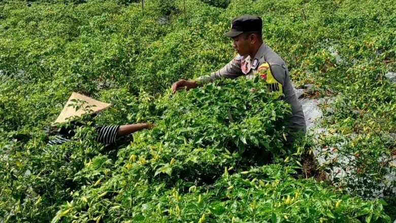 Sinergi Polri dan Petani Dusun Pelulan, Dorong Ketahanan Pangan di Lombok Barat