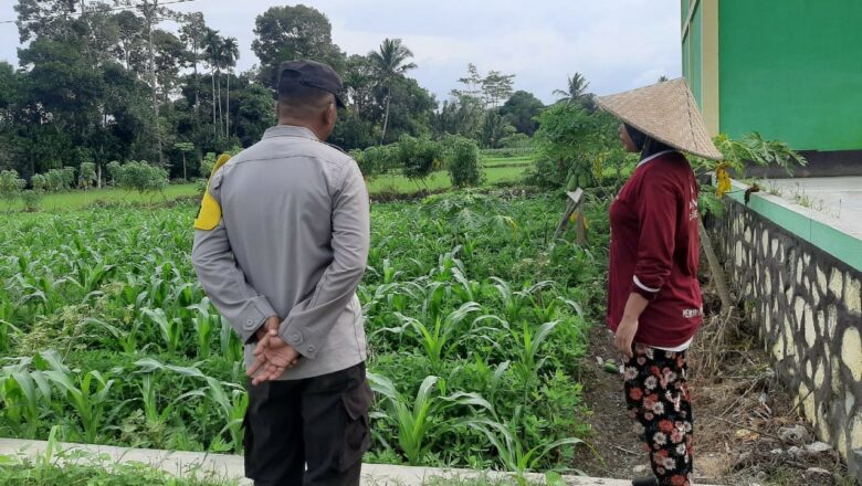Polsek Kediri Dorong Swasembada Pangan Lewat Pendampingan Petani Montong Are