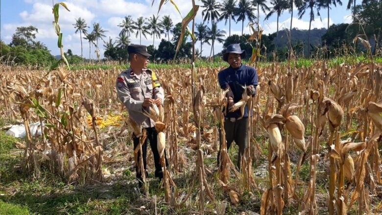Panen Jagung Dusun Alasmalang Berhasil, Polisi Aktif Kawal Harga dan Distribusi