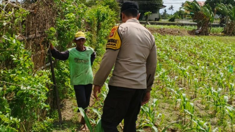Polsek Labuapi Dorong Ketahanan Pangan Lewat Pasar Murah dan Edukasi Petani