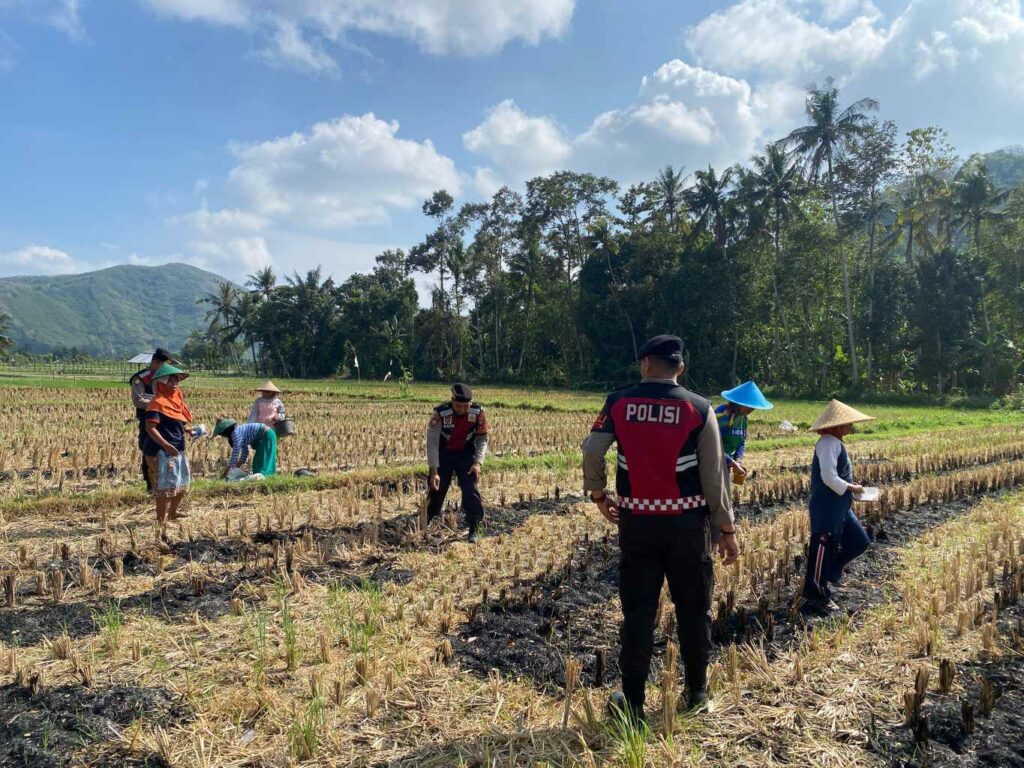 Polres Lombok Barat Dampingi Petani Jagung Desa Kebon Ayu untuk Ketahanan Pangan