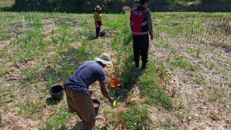 Sinergi Polri dan Petani Desa Kuripan: Jaga Panen, Jaga Ketahanan Pangan