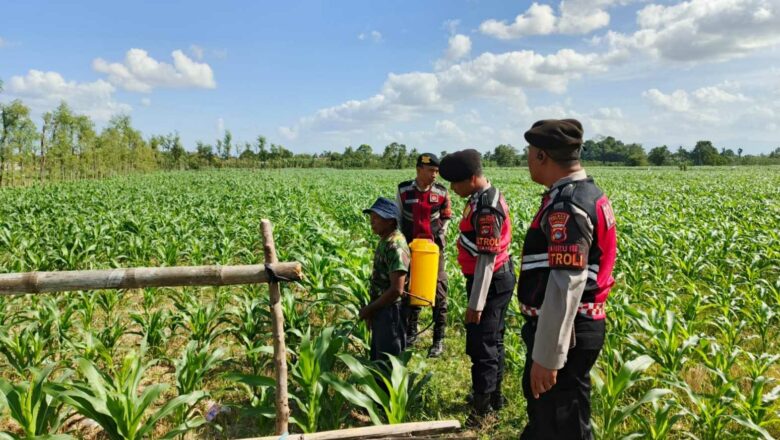 Patroli Ketahanan Pangan Polres Lobar Dorong Produktivitas Petani Jagung Gerung