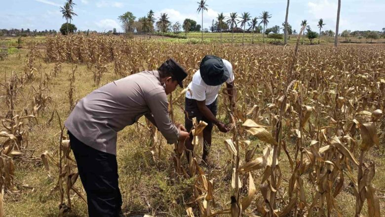 Sinergi Polri dan Petani: Aiptu Mamad Dorong Pertanian Berkelanjutan di Sekotong