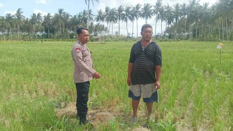 Polsek Gerung Perkuat Ketahanan Pangan Lewat Monitoring Pertanian Desa Banyu Urip