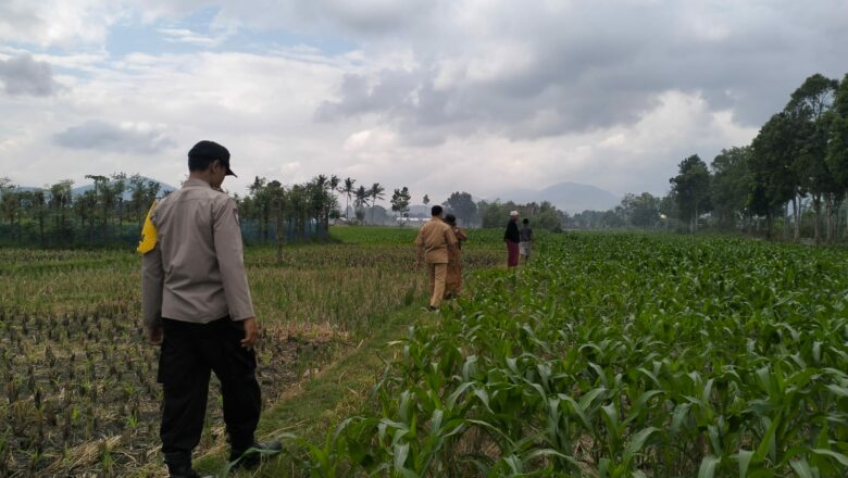 Sinergi Polsek Kediri dan Petani Lelede Kendalikan Hama Jagung