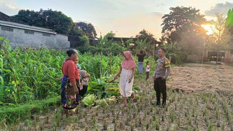 Sinergi Polri dan Petani Dusun Pelulan: Menjaga Pangan, Menjaga Kamtibmas