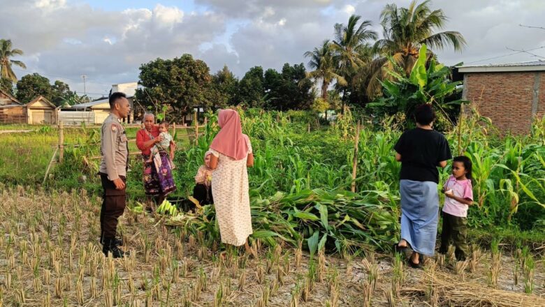 Bhabinkamtibmas Kuripan Utara Turun ke Lahan Dukung Program Pangan