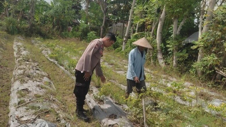 Polsek Labuapi Dorong Pemanfaatan Lahan Kosong, Warga Desa Kuranji Antusias Menanam
