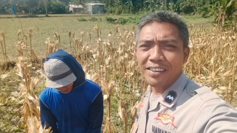 Sinergi Polri dan Petani Jagung di Lembar, Lombok Barat, Dorong Ketahanan Pangan Nasional