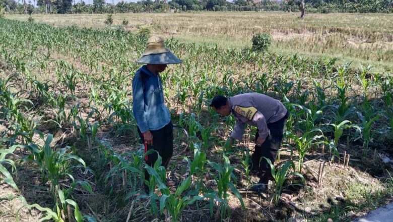 Polsek Labuapi Dukung Ketahanan Pangan, Ajak Petani Dusun Jogot Tanam Holtikultura