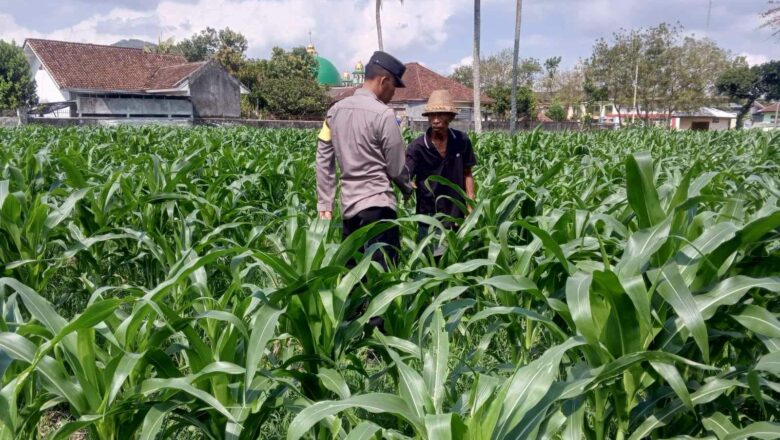 Bhabinkamtibmas Desa Kuripan Dorong Pemanfaatan Lahan Kosong untuk Swasembada Pangan