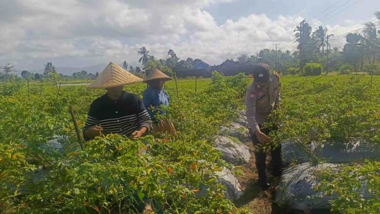 Panen Cabai di Pelulan, Polsek Kuripan Motivasi Kemandirian Pangan Warga