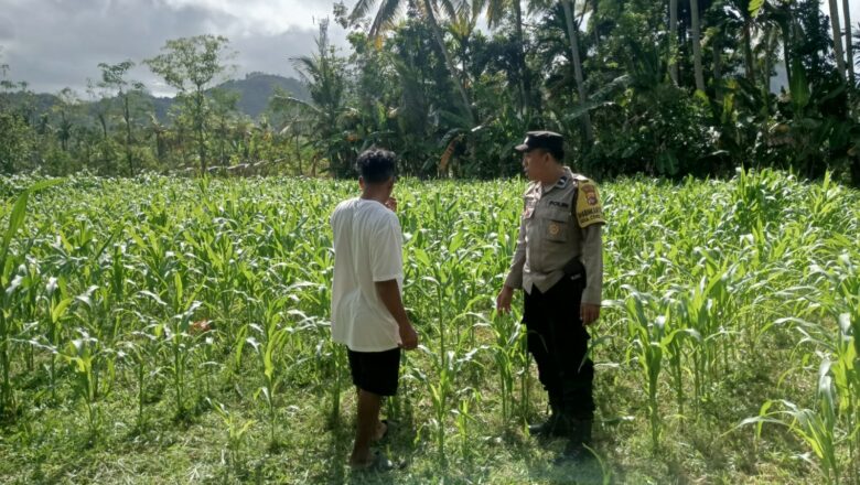 DDS Polri di Sayong Baru: Dukung Petani Jagung dan Stabilitas Pangan Lombok Barat
