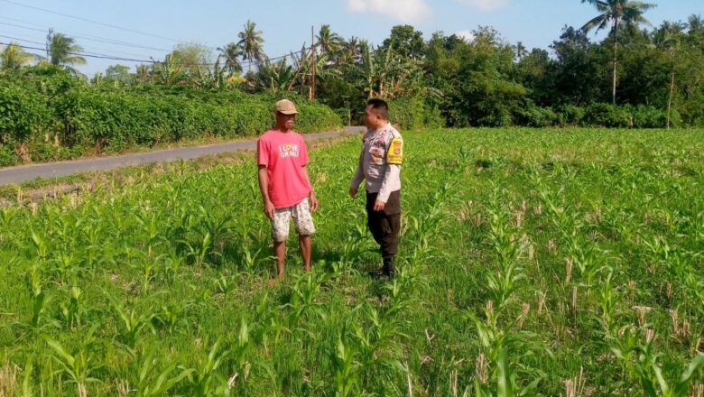 Sinergi Polisi dan Petani di Desa Jagaraga Wujudkan Swasembada Pangan