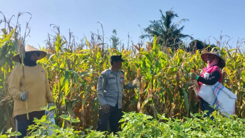 Bhabinkamtibmas Gerung Kawal Panen Jagung Petani Desa Beleka
