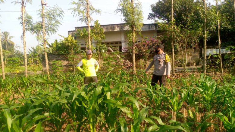 Sosialisasi Ketahanan Pangan di Jagaraga, Bhabinkamtibmas Dorong Pemanfaatan Lahan Produktif