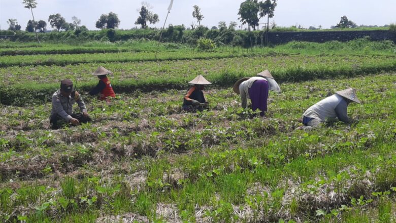 Sinergi Polri dan Petani Montong Are: Perkuat Kamtibmas dan Swasembada Pangan