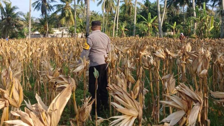 Kehadiran Polsek Gerung di Panen Jagung Desa Giri Tembesi: Simbol Kebersamaan