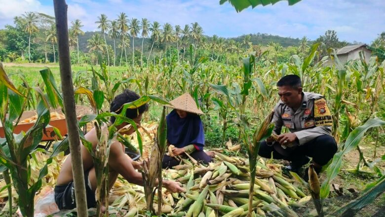 Polisi Hadir di Ladang Jagung Eyat Mayang, Ajak Warga Jaga Pangan dan Kamtibmas