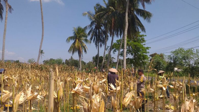 Pendampingan Bhabinkamtibmas di Lombok Barat Perkuat Ketahanan Pangan Petani Jagung