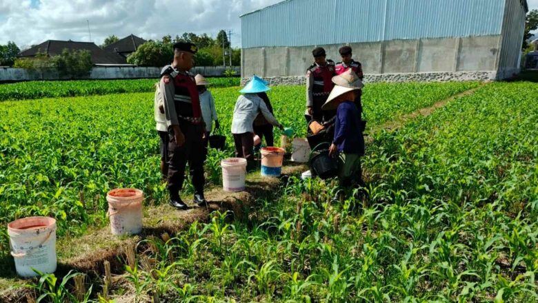 Sinergi Polri dan Petani: Polres Lombok Barat Pantau Penanaman Jagung di Gerung