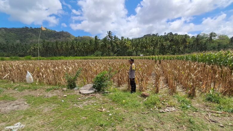 Polsek Sekotong Dukung Ketahanan Pangan Lewat Monitoring Panen Jagung