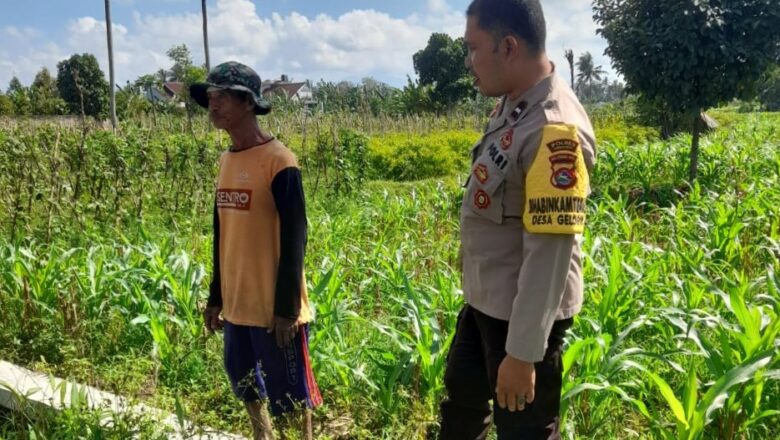 Bhabinkamtibmas Sambangi Petani di Gelogor, Dorong Produktivitas Jagung Lombok Barat