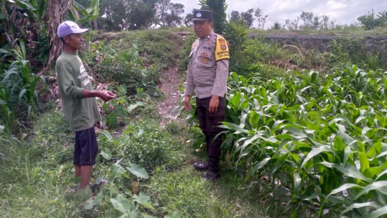 Ketahanan Pangan Dimulai dari Desa: Inisiatif Bhabinkamtibmas Jagaraga