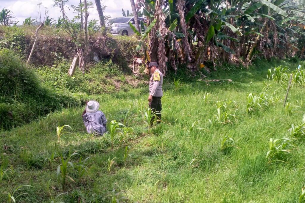 LOMBOK BARAT, NTB – Dalam upaya mewujudkan ketahanan pangan yang kuat di tingkat desa, Bhabinkamtibmas Desa Jagaraga, Aiptu I Gede Dodit, melaksanakan kunjungan silaturahmi ke Dusun Dasan Geres Pande, Kecamatan Kuripan, Lombok Barat. Kunjungan pada Minggu, 21 September 2025 ini bertujuan untuk mensosialisasikan pentingnya program ketahanan pangan kepada warga binaan, khususnya Bapak Nasri, dengan fokus pada pemanfaatan lahan produktif. Kegiatan yang dimulai pukul 11.00 WITA ini disambut baik oleh Bapak Nasri dan warga setempat. Aiptu Gede Dodit berinteraksi langsung dan memberikan edukasi tentang cara-cara efektif mengoptimalkan lahan yang mereka miliki, baik pekarangan rumah maupun lahan kosong, untuk ditanami tanaman pangan, beternak, atau budidaya perikanan. Inisiatif ini merupakan bagian dari komitmen Polri dalam mendukung program pemerintah untuk memperkuat fondasi ekonomi masyarakat, khususnya di sektor pertanian. Mendorong Produktivitas Lahan Melalui Tanaman Jagung Dalam kunjungannya, Aiptu Gede Dodit secara spesifik mengajak Bapak Nasri untuk menanam jagung di lahannya yang berlokasi di RT. 01 Dusun Dasan Geres Pande. Jagung dipilih karena merupakan salah satu komoditas pangan pokok yang memiliki nilai ekonomis tinggi dan relatif mudah dibudidayakan. Aiptu Gede Dodit menekankan bahwa pemanfaatan lahan untuk menanam jagung tidak hanya akan memenuhi kebutuhan pangan keluarga, tetapi juga dapat meningkatkan pendapatan jika hasilnya melimpah. “Kami datang ke sini untuk mengajak Bapak Nasri dan warga lainnya agar tidak menyia-nyiakan lahan yang ada. Dengan menanam jagung, misalnya, kita bisa berkontribusi langsung pada ketahanan pangan keluarga dan bahkan desa,” ujar Aiptu I Gede Dodit. Ia menambahkan bahwa upaya ini sejalan dengan program pemerintah pusat dalam menghadapi tantangan pangan global. Warga Antusias Dukung Program Ketahanan Pangan Respons positif datang dari warga binaan, Bapak Nasri, yang menyatakan kesiapannya untuk mendukung program ini. Menurutnya, inisiatif dari Bhabinkamtibmas ini sangat membantu masyarakat dalam melihat potensi lahan yang selama ini mungkin belum tergarap optimal. “Saya sangat berterima kasih atas kunjungan Bapak Bhabinkamtibmas. Kami siap mendukung program ini. Selama ini lahan memang ada, tapi kami belum tahu harus mulai dari mana. Dengan arahan ini, kami jadi lebih termotivasi,” ungkap Bapak Nasri. Ia berharap, kegiatan serupa dapat terus dilakukan untuk memberikan pendampingan dan motivasi kepada petani lainnya. Polisi Hadir untuk Masyarakat Kapolsek Kuripan, Ipda I Wayan Eka Ariyana, S.H., menjelaskan bahwa kegiatan yang dilakukan oleh Bhabinkamtibmas Aiptu I Gede Dodit merupakan wujud nyata dari peran Polri sebagai pengayom, pelindung, dan pelayan masyarakat. Ia menegaskan bahwa tugas polisi tidak hanya terbatas pada penegakan hukum, tetapi juga mencakup pembinaan masyarakat di berbagai sektor. “Kunjungan Bhabinkamtibmas ke warga binaan adalah salah satu cara kami menjalin komunikasi dan silaturahmi yang erat. Kami ingin memastikan masyarakat merasa dekat dengan kami dan tahu bahwa kami selalu siap membantu, termasuk dalam hal peningkatan kesejahteraan melalui program ketahanan pangan,” kata Ipda I Wayan Eka Ariyana. Menguatkan Fondasi Ekonomi Desa Hasil dari kegiatan ini tidak hanya terwujud dalam bentuk kesepakatan dan dukungan, tetapi juga dalam terjalinnya hubungan silaturahmi dan komunikasi yang lebih baik antara pihak kepolisian dan masyarakat. Melalui pendekatan humanis ini, program pemerintah terkait ketahanan pangan dapat tersampaikan dengan lebih efektif dan diterima dengan tangan terbuka oleh warga. Upaya kolaboratif antara aparat dan masyarakat menjadi kunci utama dalam membangun desa yang mandiri dan memiliki ketahanan ekonomi yang kuat. Dengan semakin banyaknya lahan produktif yang dimanfaatkan, diharapkan kesejahteraan petani di Lombok Barat akan meningkat, dan pasokan pangan lokal akan lebih terjamin.