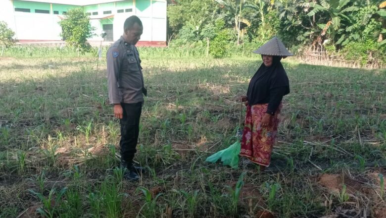 Edukasi Ketahanan Pangan, Bhabinkamtibmas Kuranji Gandeng Petani Lokal