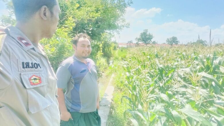 Bhabinkamtibmas Desa Labuapi Ajak Petani Tanam Jagung Demi Pangan Nasional