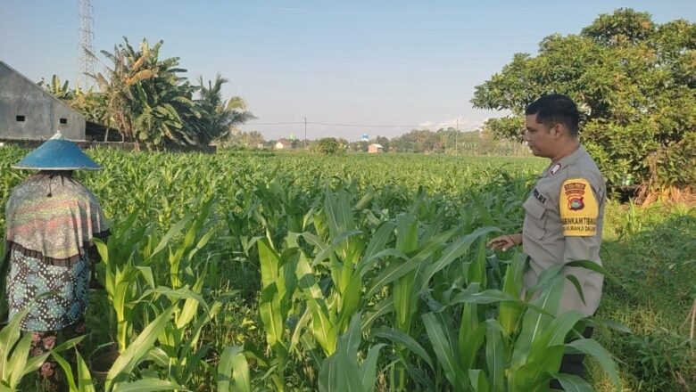 Polsek Labuapi Gandeng Petani Desa Kuranji Wujudkan Kemandirian Pangan