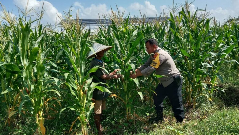 Sinergi Polri dan Warga: Dusun Jerneng Hidupkan Program Kemandirian Pangan